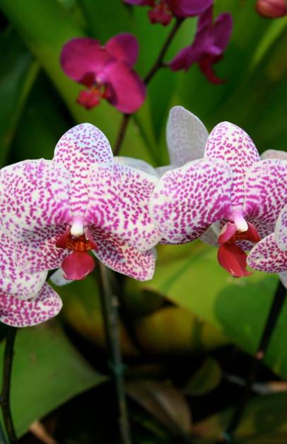 Orquidiario de Soroa